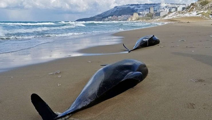 Kıyıya vuran ölü yunusların sayısı artıyor