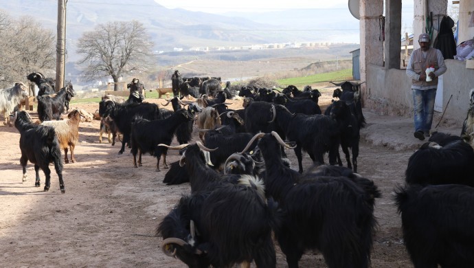Artan fiyatlar hayvancılığı ‘çileye’ dönüştürdü