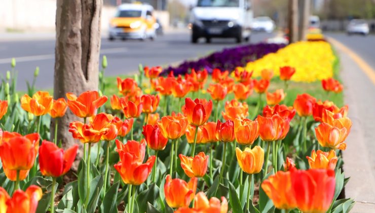 DBB’nin ektiği 3 milyon 300 bin çiçekle şehir rengarenk