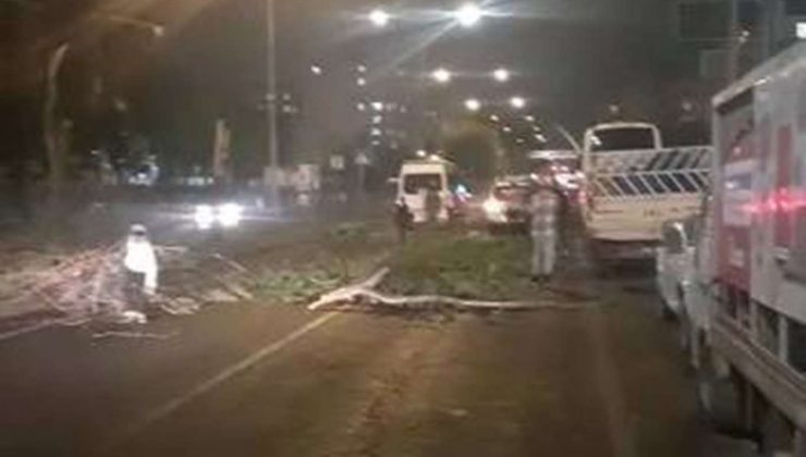 Diyarbakır’da seyir halindeki 4 aracın üstüne ağaç devrildi
