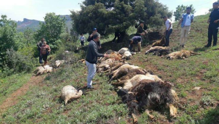 Hazro’da 53 hayvan telef oldu
