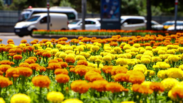 Diyarbakır Yollarına 800 Bin Çiçek