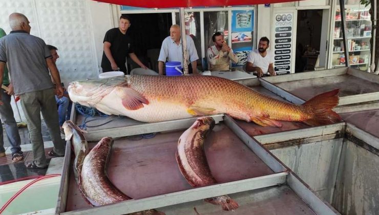 Fırat Nehri’nde 87 Kiloluk Balık Yakalandı