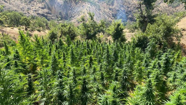 Diyarbakır’da 8 Milyon Kök Kenevir Ele Geçirildi