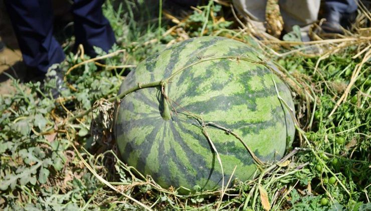Diyarbakır Karpuzu Hasadına Başlandı