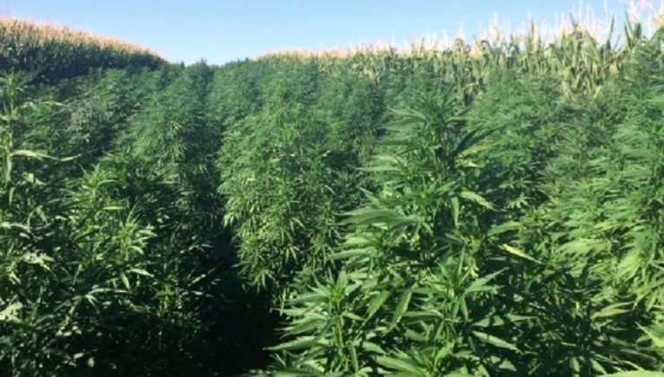 Lice Kırsalında 16 Milyon Kök Kenevir Ele Geçirildi