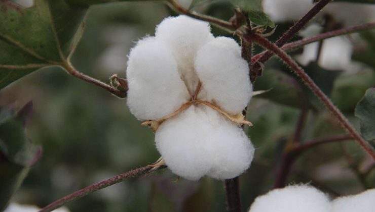 Diyarbakır’da Sezonun İlk Pamuk Hasadı Başladı