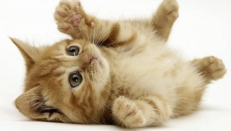 Ev hayvanlarının kayıt altına alınması çalışmaları devam ediyor