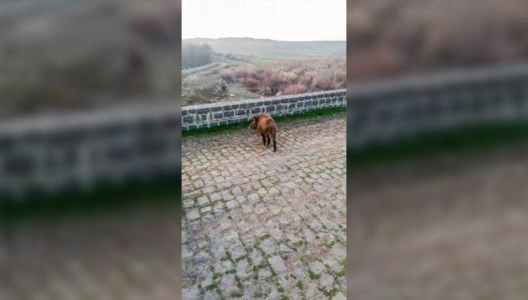 Diyarbakır’da Yoğun sis nedeniyle yolunu şaşıran domuzlar doğaya salındı
