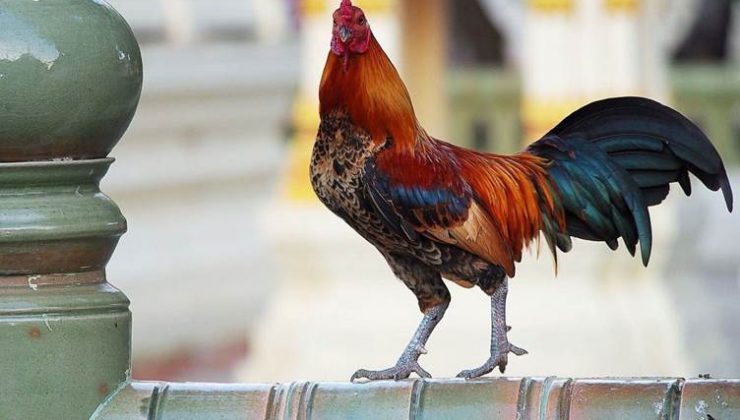 Kümesten horoz hırsızlığı kameraya yansıdı