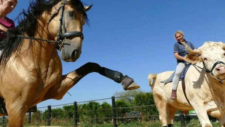 Kendini at sanan boğa Aston dünyaya nam saldı