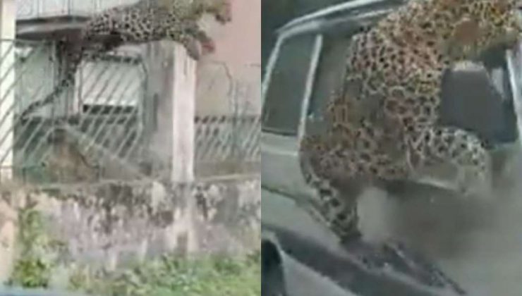 Hindistan’da leopar 13 kişiyi yaraladı
