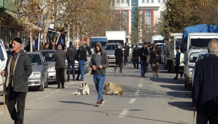 “Tehlike arz eden sokak köpekleri için barınak yapılsın!”