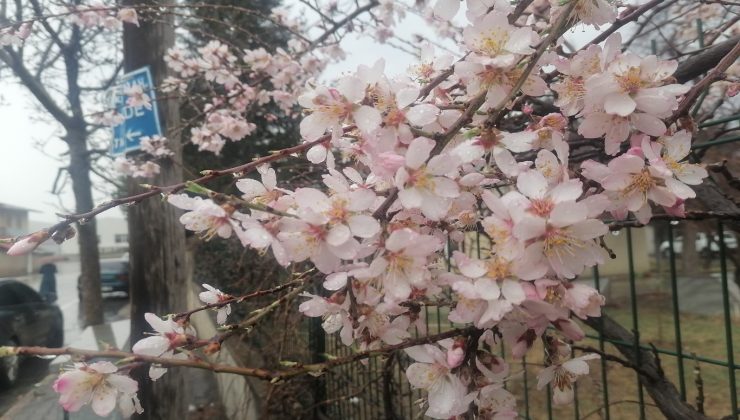 Elazığ’da Ağaçlar Çiçek Açtı
