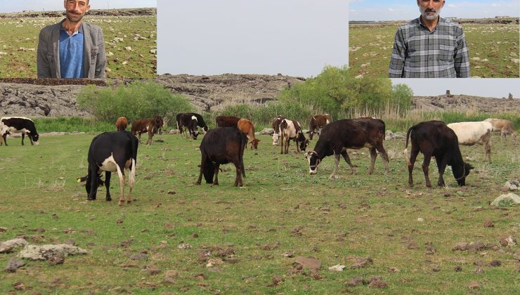 Diyarbakırlı Besiciler: Şap Hastalığı Yok!