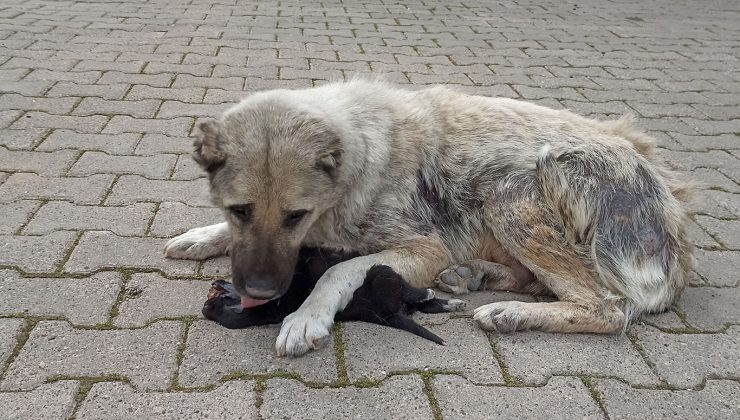 Anne Köpek, Ölen Yavrusunun Başından Ayrılmıyor