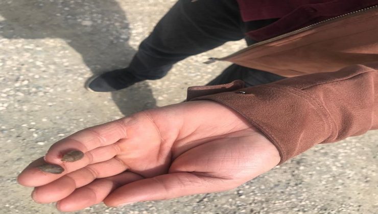 Elazığ`da Tarlalarda Süne ve Kımıl İncelemesi Yapıldı