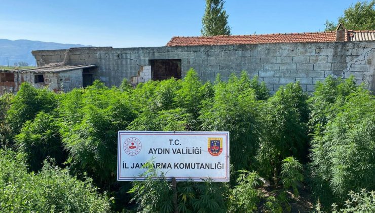 Aydın’da kenevir çiftliğine baskın