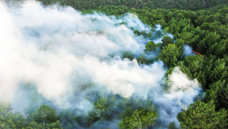 Muğla’da Orman Yangını!