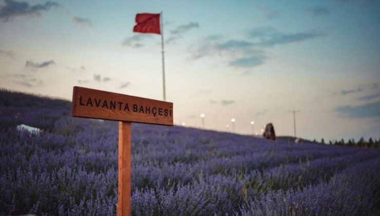 Başkentin Vizyon Projesi Bakap’ta Lavanta Bahçesi Ziyarete Açıldı