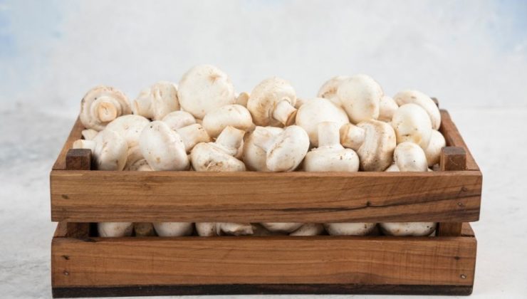 Bursa Keles’te Kültür Mantarı Üretim Tesisi