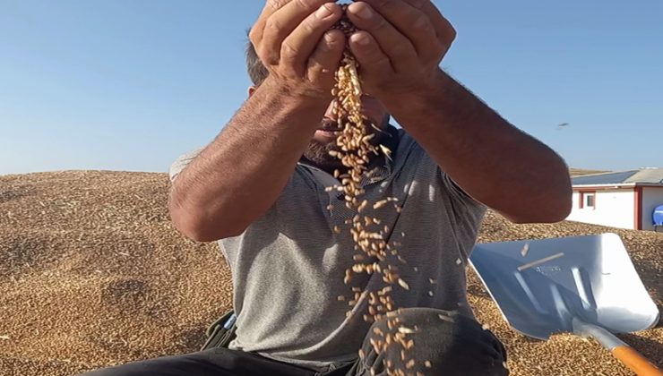Ankara’nın Beypazarı TMO Ajans Müdürlüğü Şimdiye adar 95 Bin Ton Ürün Aldı
