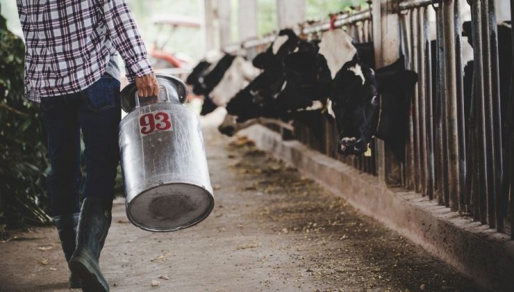 Tarım Kredi Merkez Birliği’nin Hayvan Yemi Desteği