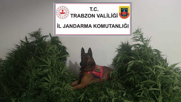 Trabzon’da Uyuşturucu Operasyonu! Duman Geçit Vermiyor