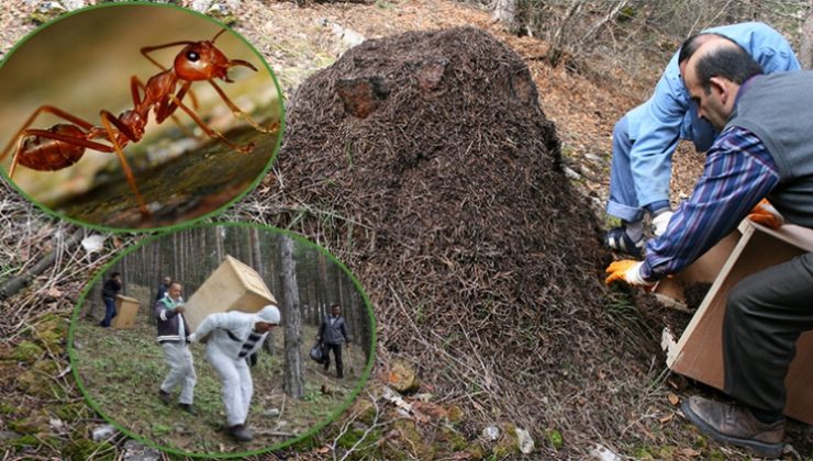 Dumansız Yangına Karınca Müdahalesi