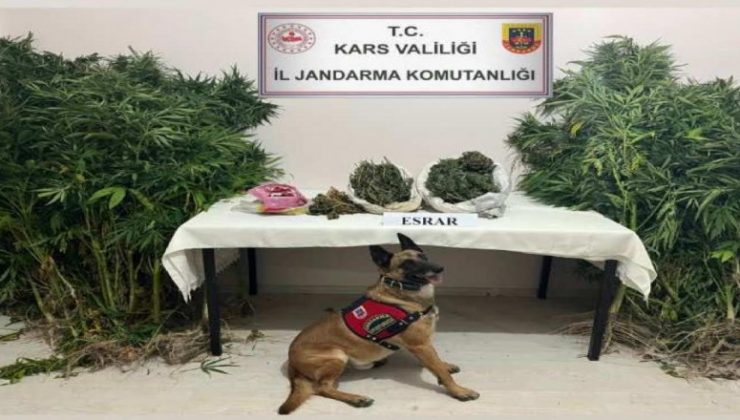 Kars’ta, Jandarmadan Uyuşturucu Operasyonu: 2 Gözaltı