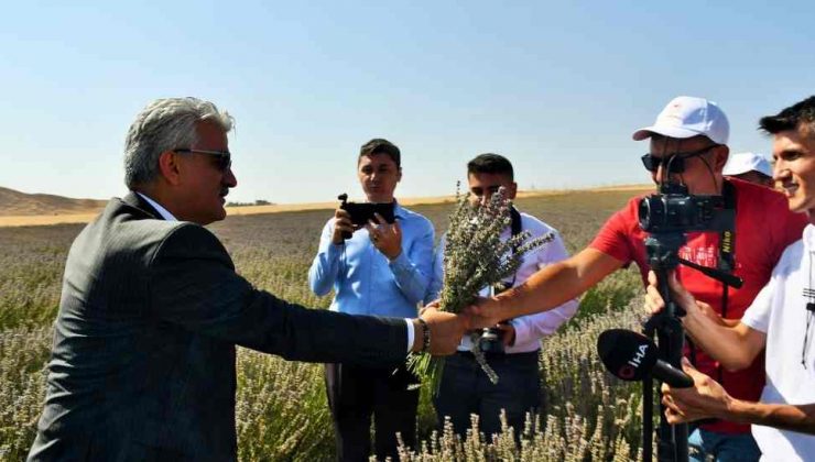 Vali Makas Lavanta Hasat Şenliği’ne Katıldı