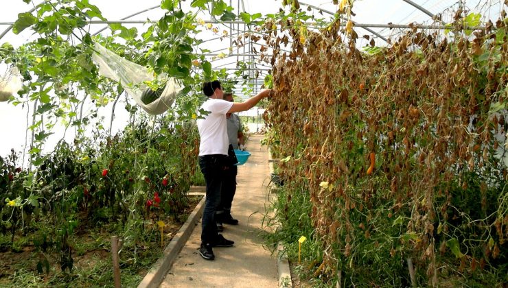 Ata Tohumu Üretimi Devam Ediyor