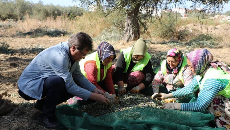Zeytinin başkenti Edremit’ten sofralara