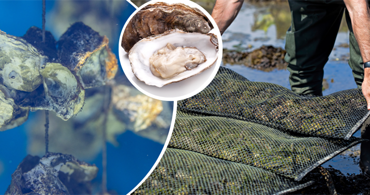 Karadeniz’de İstiridye yetiştiriciliği başlıyor