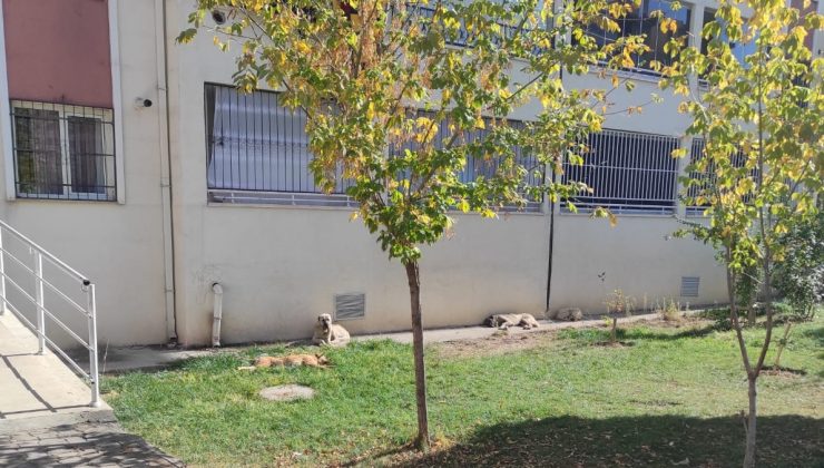 Kayapınar Belediyesi’ nin Sokak Köpeklerine Bir Çözümü Var mı?