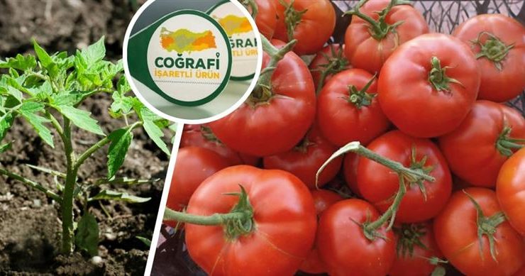 Ayaş domatesi Avrupa Birliğinden coğrafi işaret tescili aldı