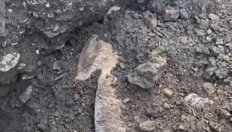 Aydın Büyükşehir Belediyesi’ne bağlı hayvan barınağında içler açısı görüntüler