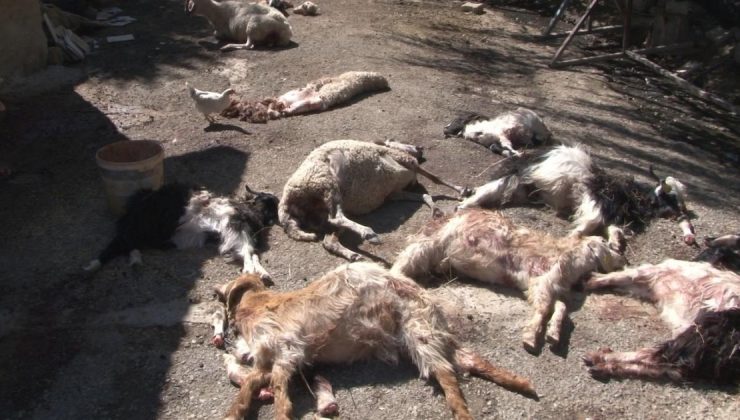 İçişleri Bakanı başıboş Köpek saldırısı hakkında soruşturma emri verdi