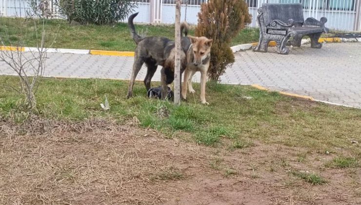 Başıboş sokak köpeği saldırısına uğrayan çocuk yaralandı