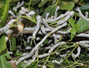 İpek Böceği Üreticileri Destek Bekliyor