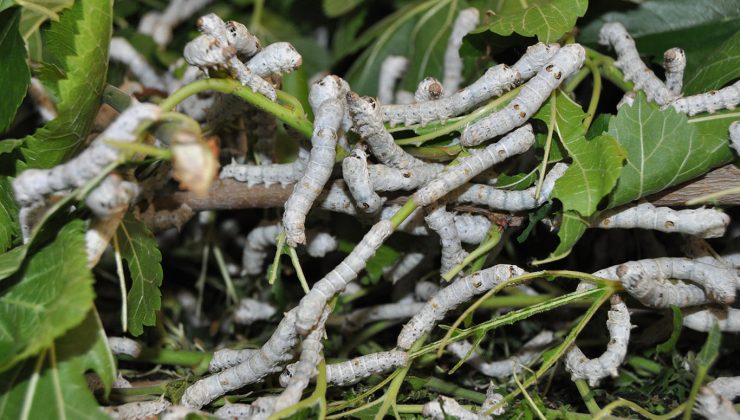 İpek Böceği Üreticileri Destek Bekliyor