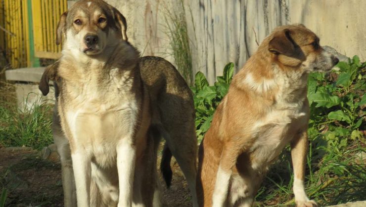 Diyarbakır’da 8 Yaşındaki Çocuk Köpeklerin Saldırısına Uğradı