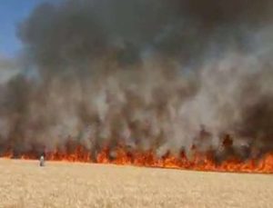 Yıldırım Düşmesi Sonucu 137 Dönüm Buğday Tarlası Yandı