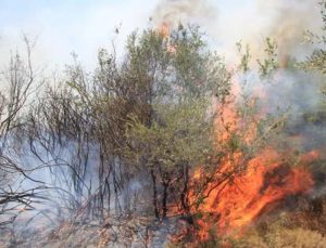 Çüngüş’te Orman ve Örtü Yangını