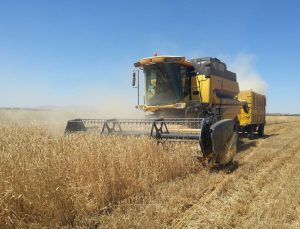 Geliştirilen Buğday Diyarbakır’ı Fetheden Komutanın İsmiyle Tescillendi