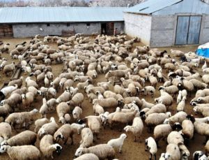 Türkiye’de Kuzu ve Oğlak Desteklemeleri Başlıyor: Hayvancılık İçin Yeni Fırsatlar