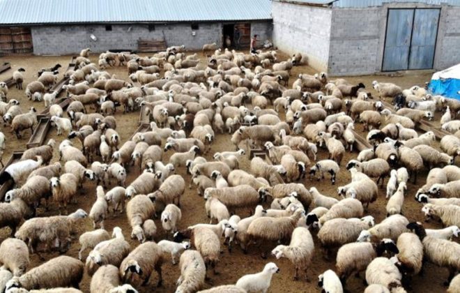 Türkiye’de Kuzu ve Oğlak Desteklemeleri Başlıyor: Hayvancılık İçin Yeni Fırsatlar