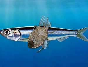 KOKARCALAR VE HAMSİLER