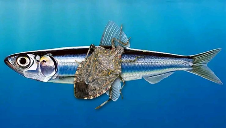 KOKARCALAR VE HAMSİLER