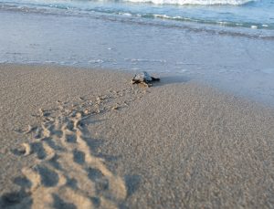 170 Bin Yavru Deniz Kaplumbağası Denizle Buluştu